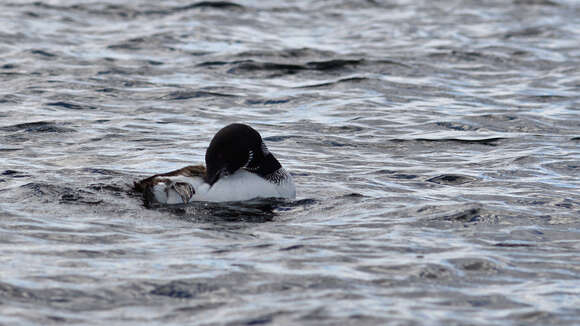 Image of loons