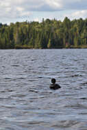 Image of loons