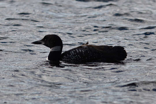 Image of loons