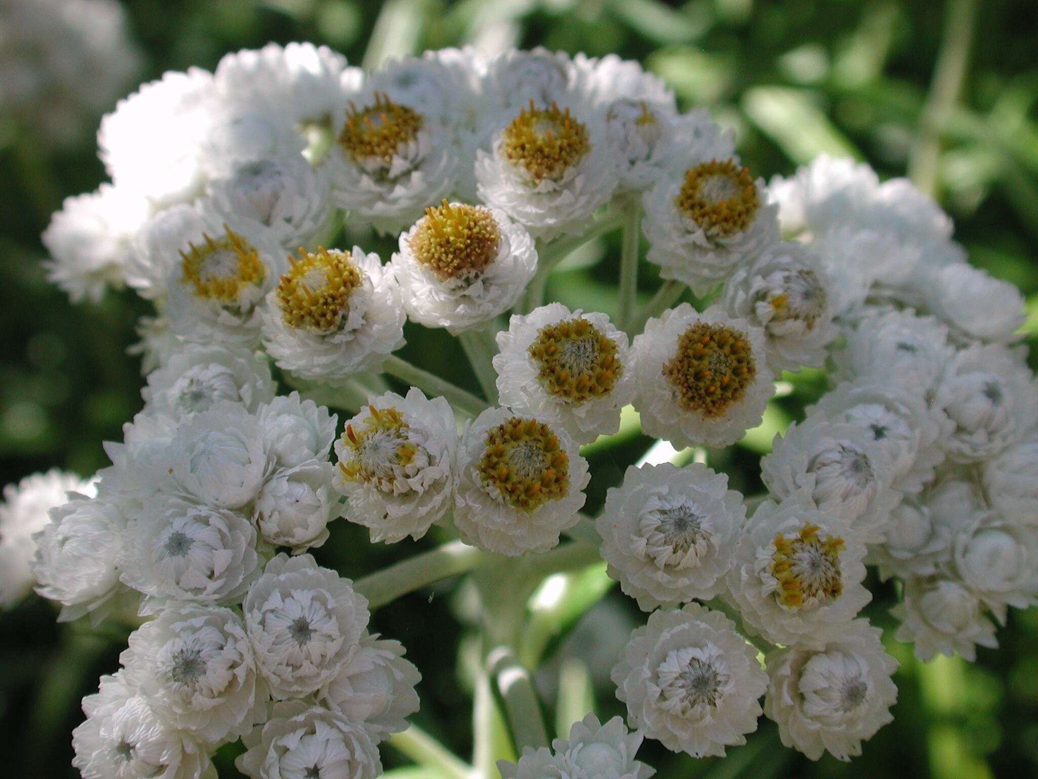 Imagem de Anaphalis margaritacea (L.) Benth.