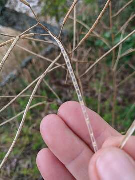 Image of Hesperis steveniana DC.