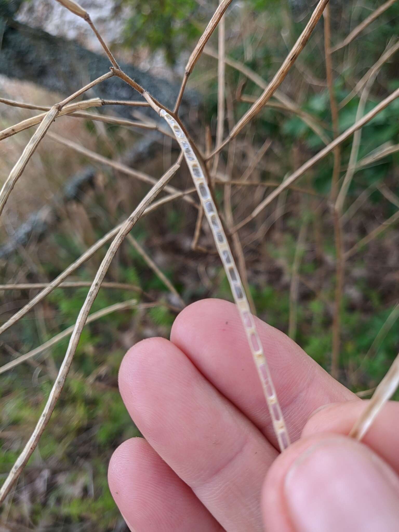 Слика од Hesperis steveniana DC.