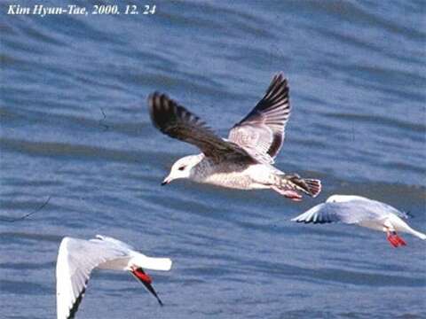 Image of Common Gull