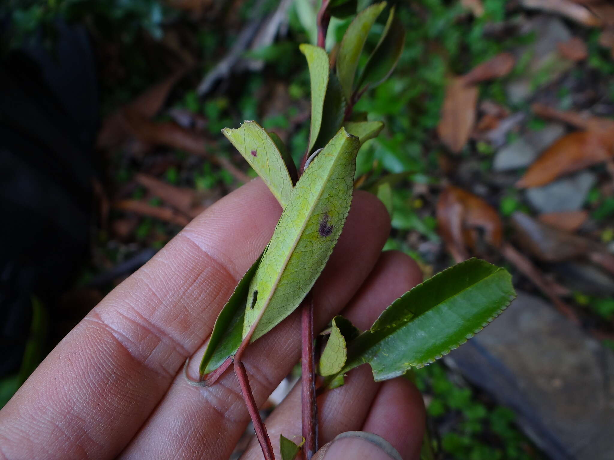 Image of Eurya gnaphalocarpa Hayata