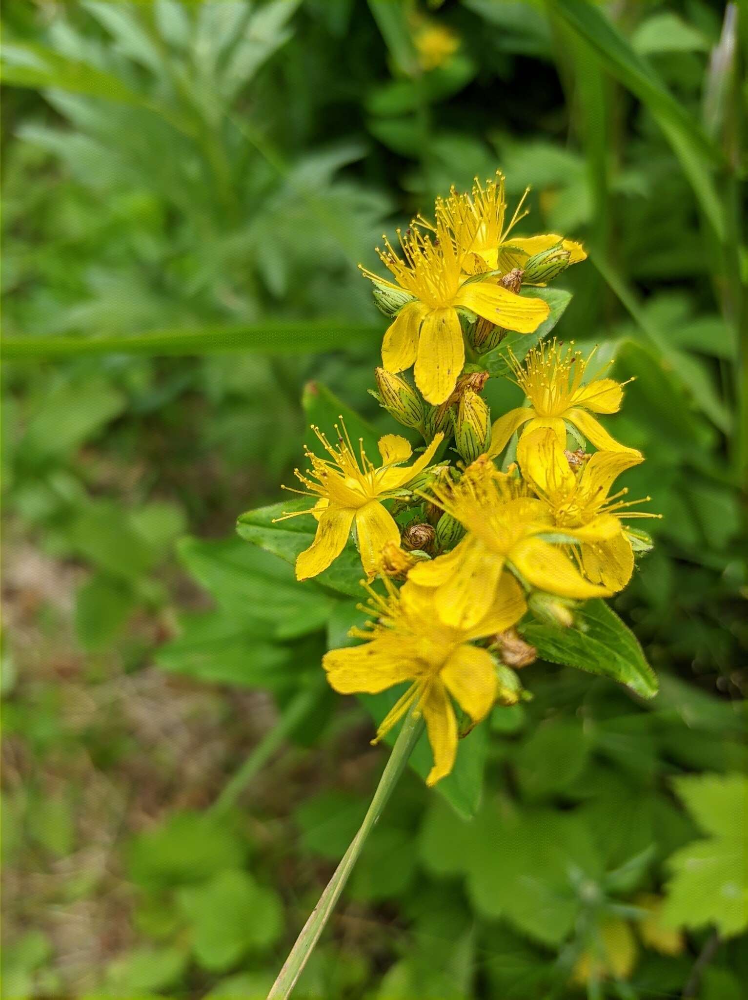 Image de Hypericum kamtschaticum Ledeb.