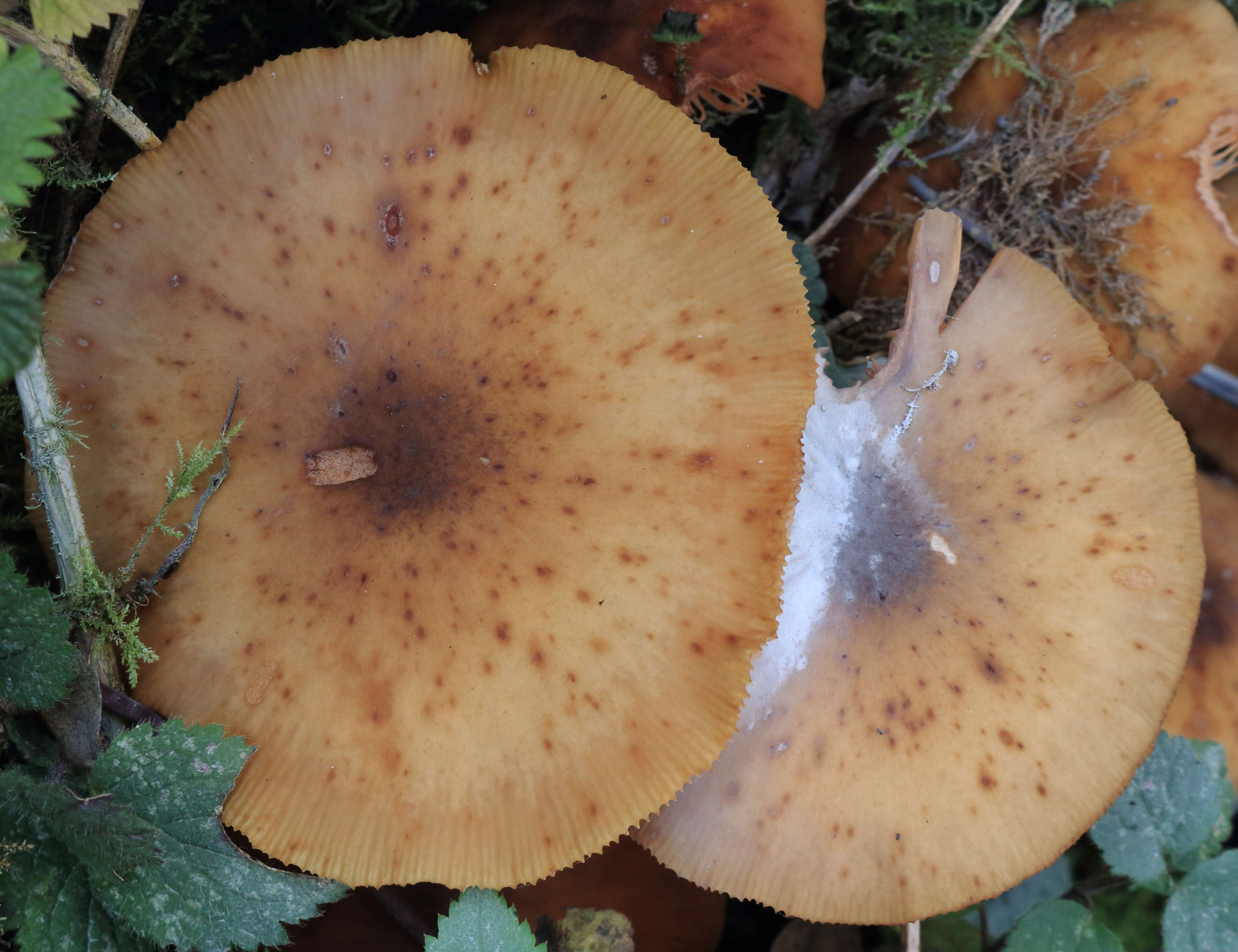 Image of Honey Fungus