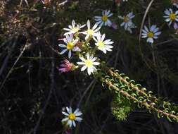 Image of Polyarrhena reflexa subsp. reflexa