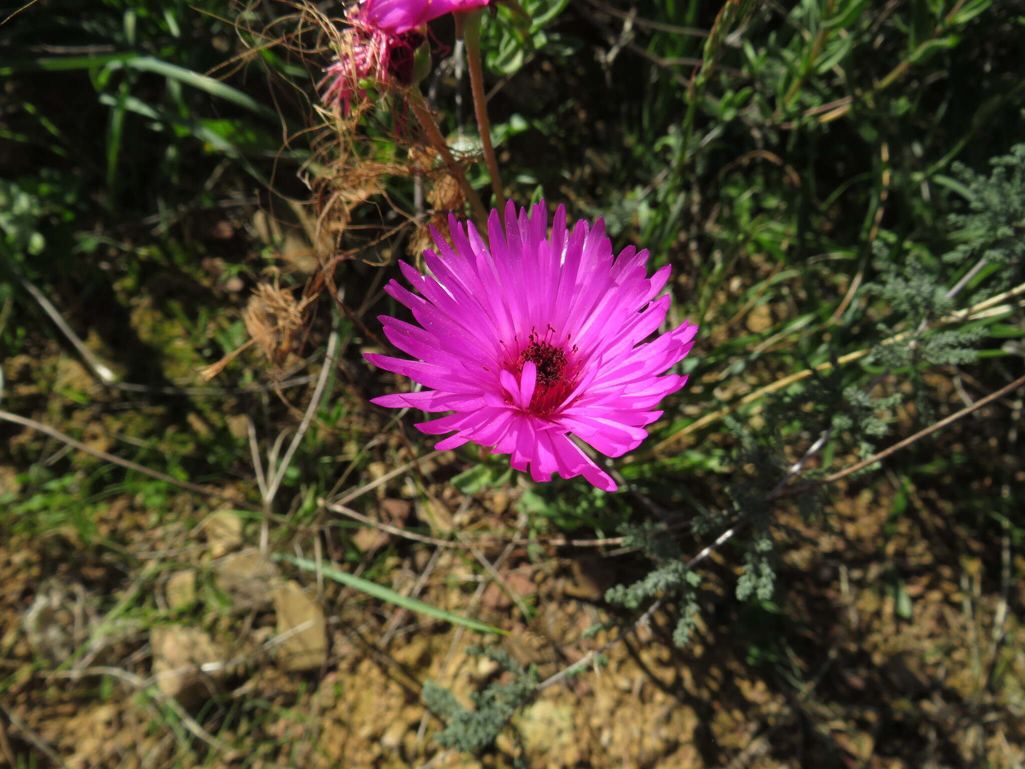 Image of Drosanthemum longipes (L. Bol.) Hartmann