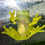 Image of Suretka Glass Frog