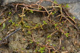 Image of Crassula sinclairii (Hook. fil.) A. P. Druce & D. R. Given