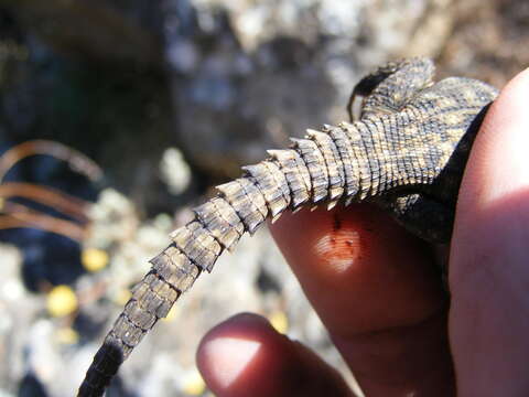Image of Drakensberg Crag Lizard