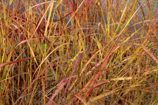 Imagem de Panicum virgatum L.