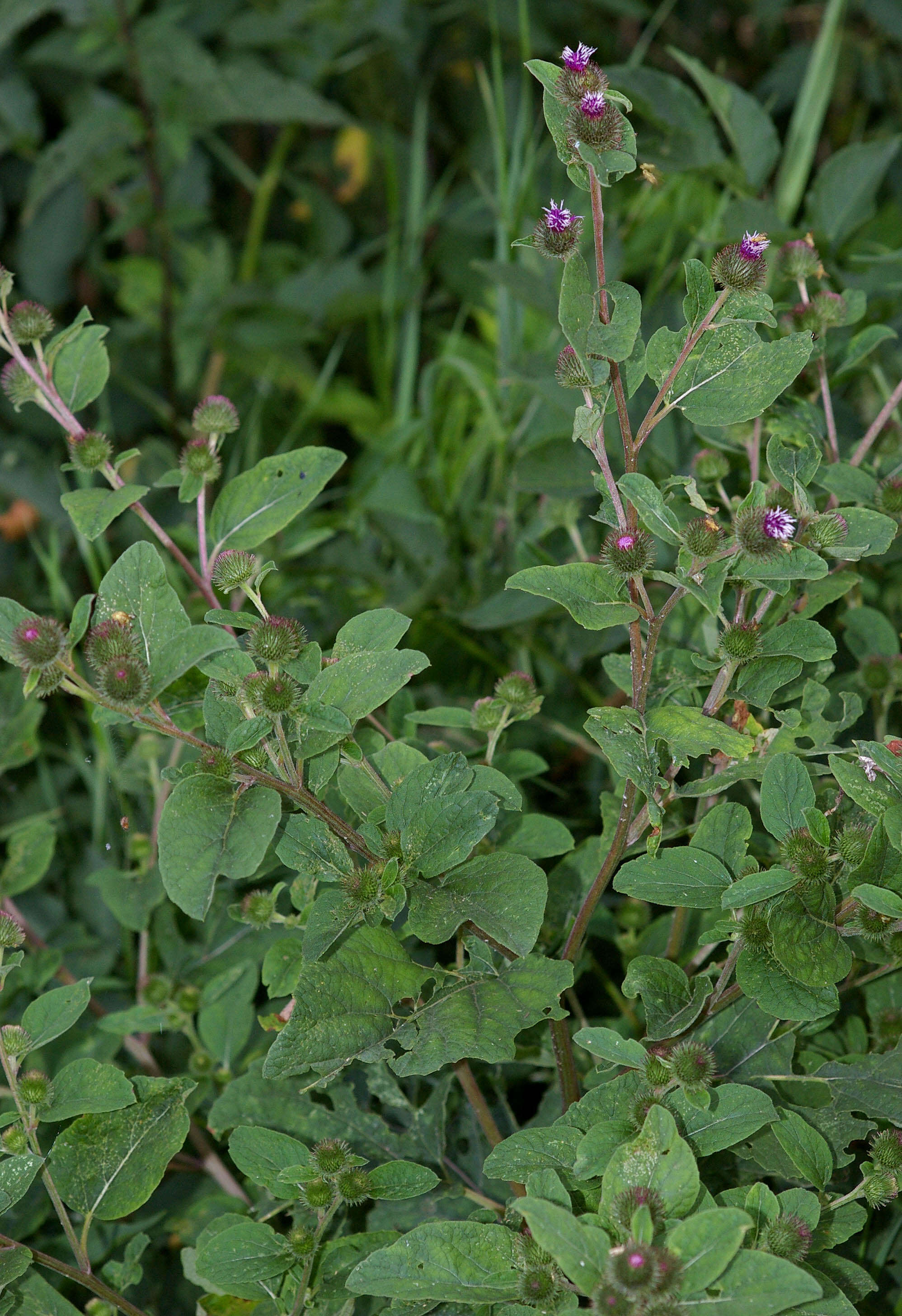 Image of common burdock