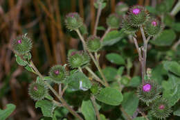 Image of common burdock