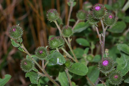 Image of common burdock