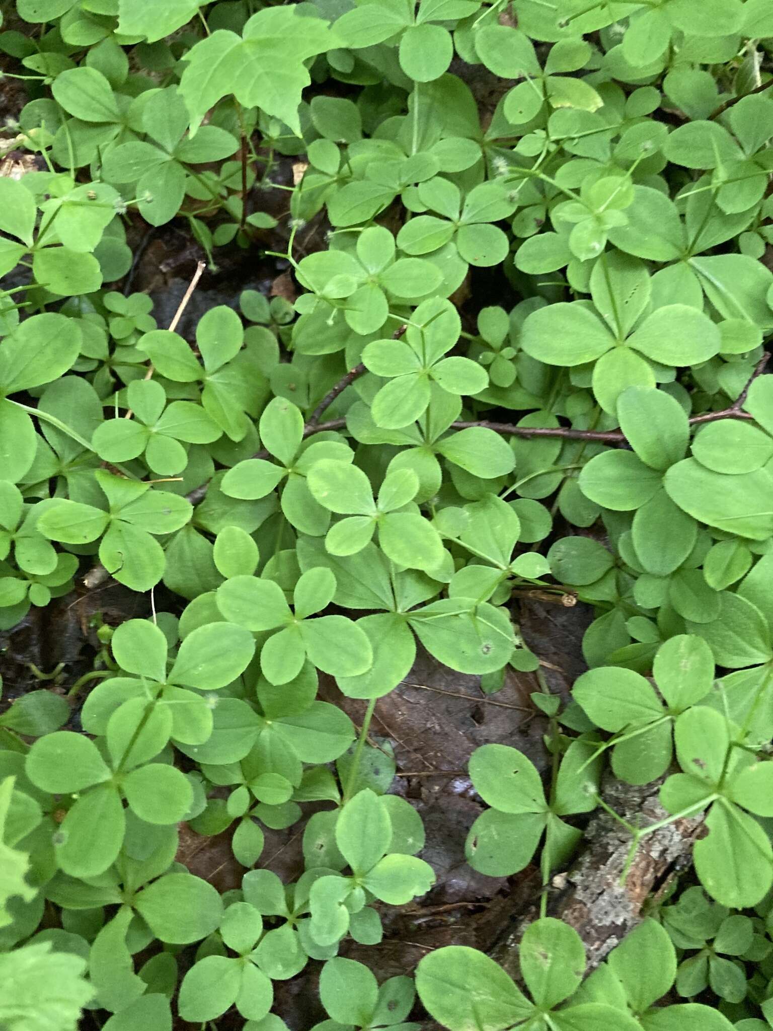 Plancia ëd Galium kamtschaticum Steller ex Schult. & Schult. fil.