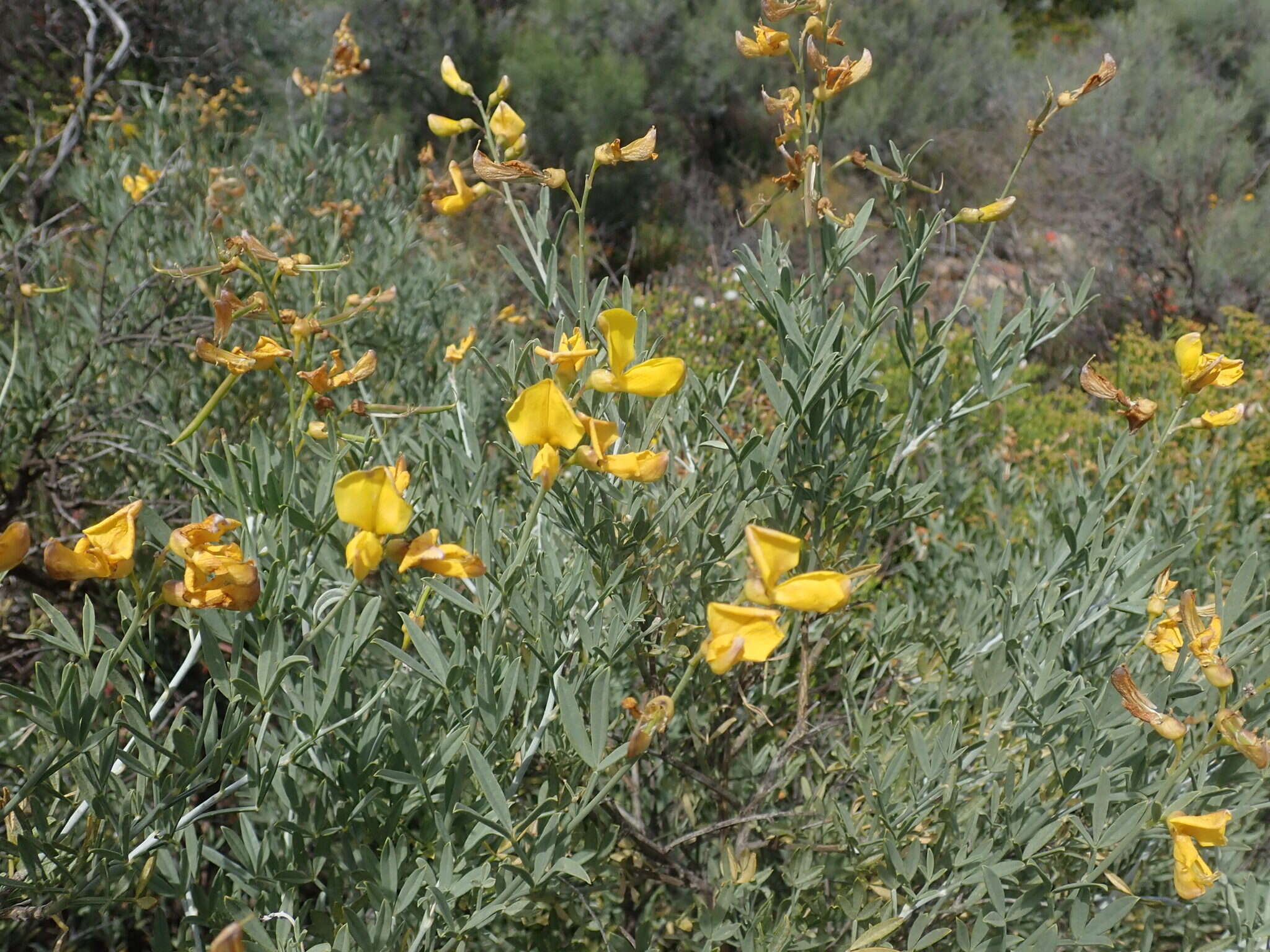 Image of <i>Calobota cytisoides</i>