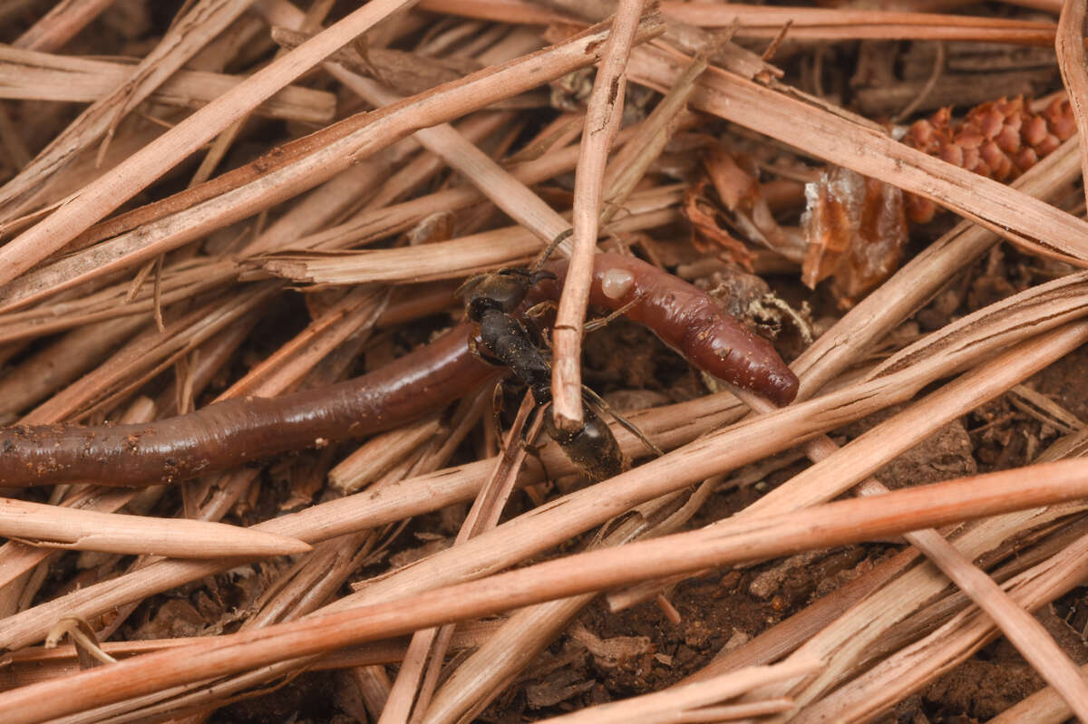 Image de <i>Ectomomyrmex javanus</i>