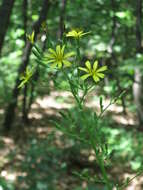 Image of Lactuca raddeana Maxim.