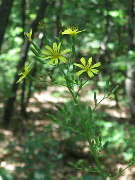 Image of Lactuca raddeana Maxim.