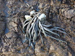 Image of European fan worm