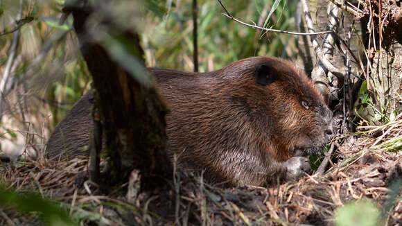 Image of beavers