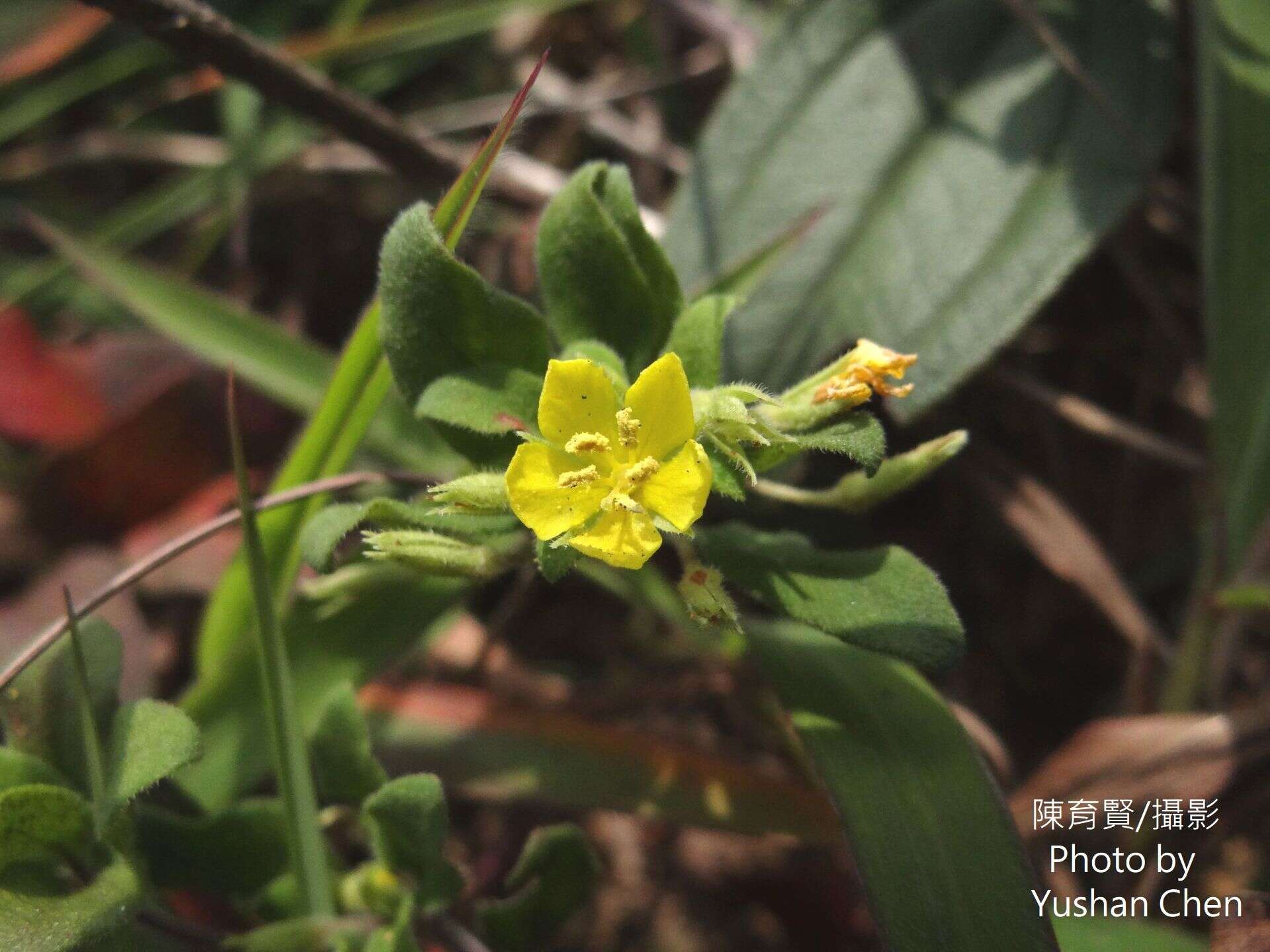 Plancia ëd Lysimachia remota Petitm.