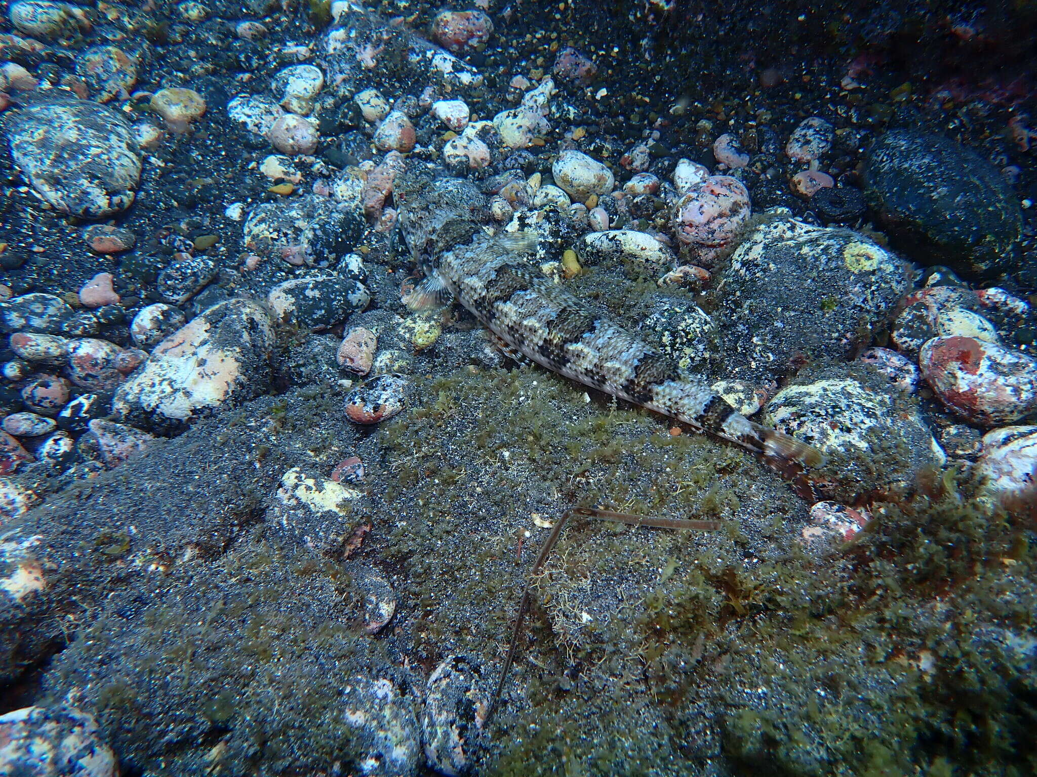 Image of Diamond Lizardfish