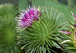 Image of greater burdock