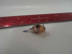 Image of monstrous gamba prawn