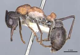 Image of Bull ants