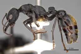 Image of Bull ants