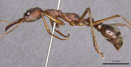 Image of Bull ants