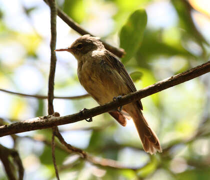 Image of Seychelles Brush Warbler