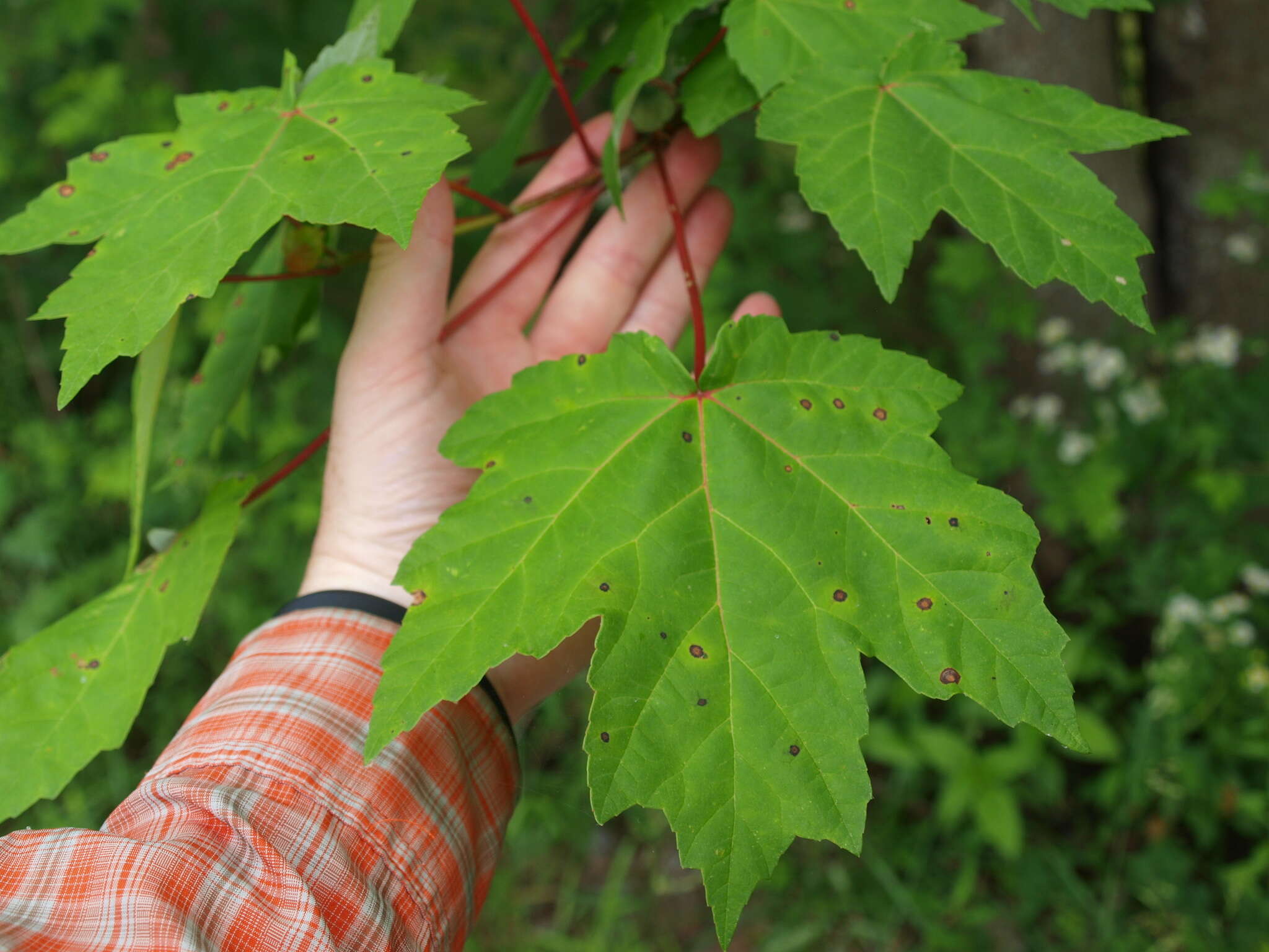 Image of Drummond's maple