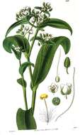 Image of succulent spiderwort