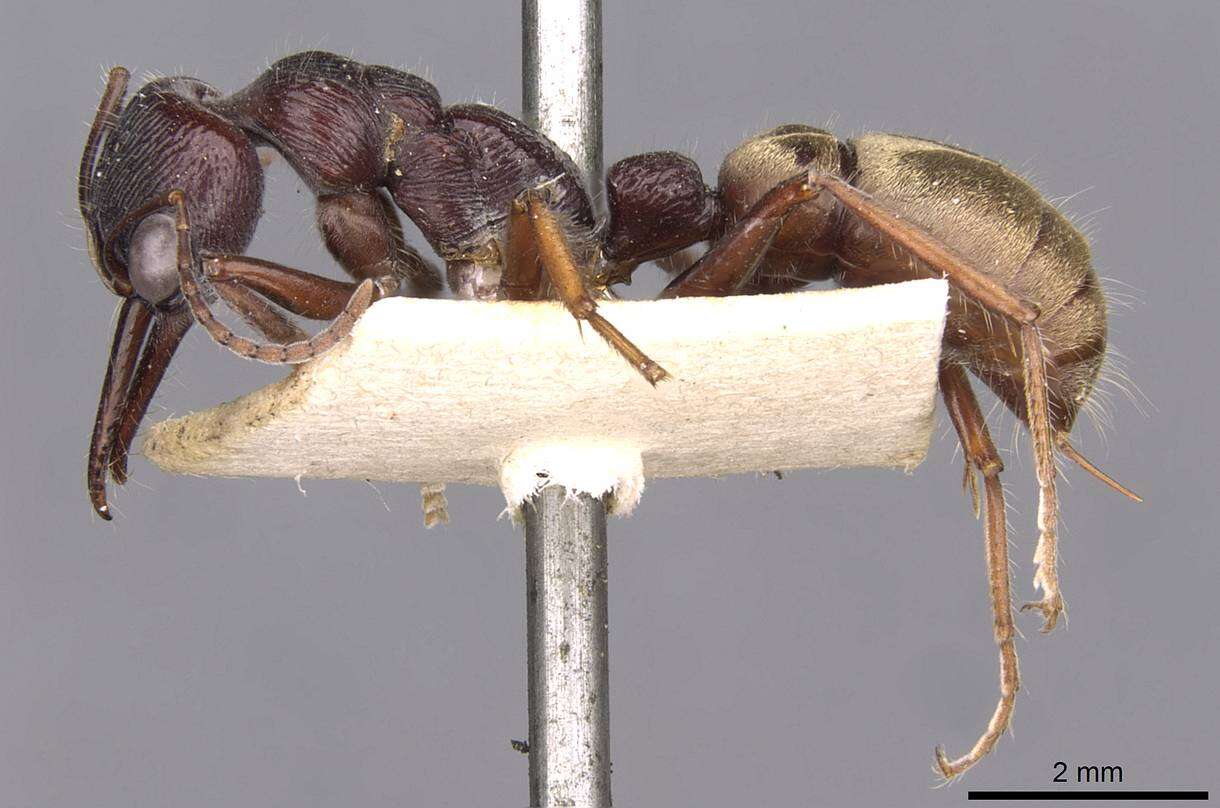 Image of Bull ants