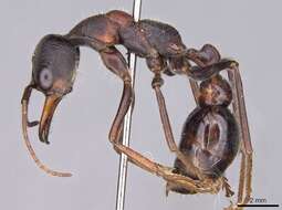 Image of Bull ants