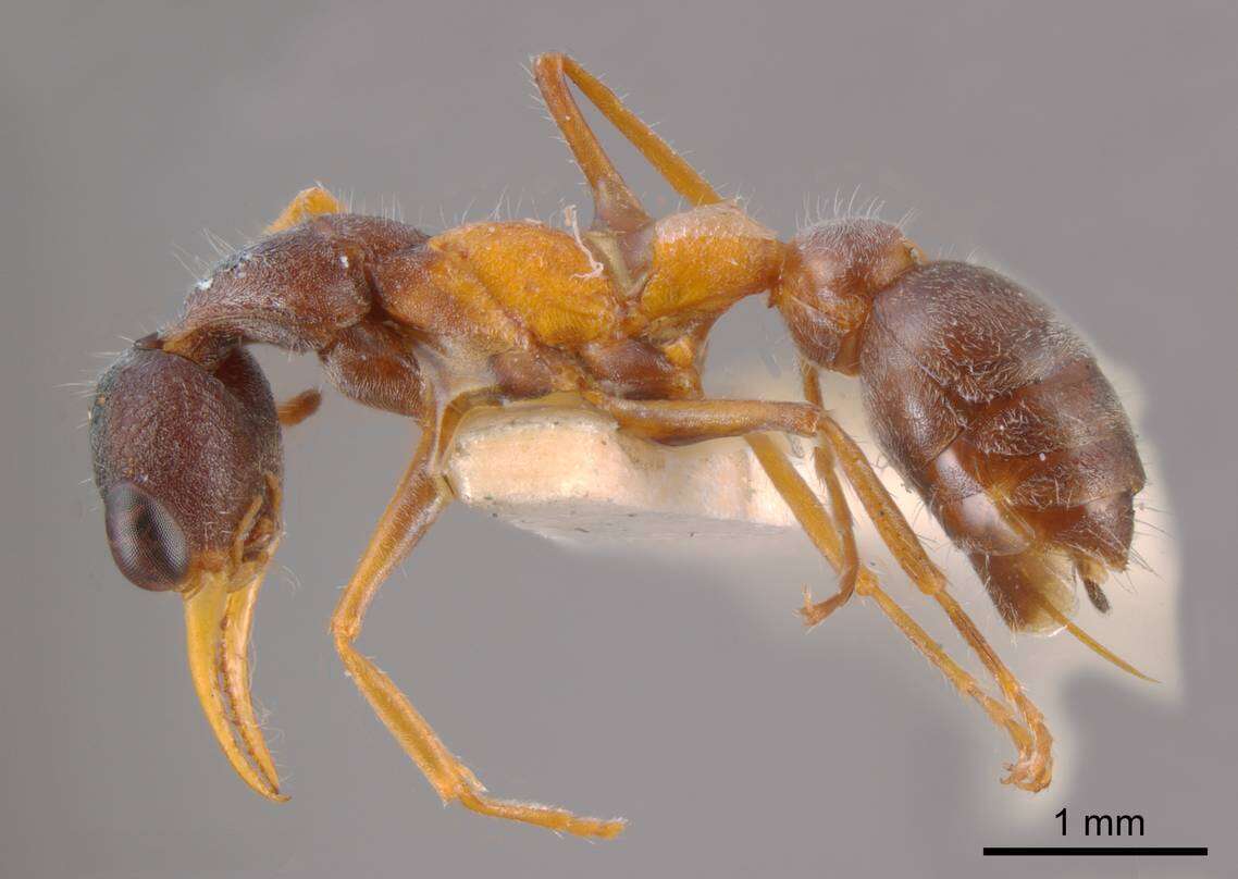 Image of Bull ants