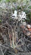 Image of Pelargonium auritum subsp. carneum (Harv.) J. J. A. V. D. Walt