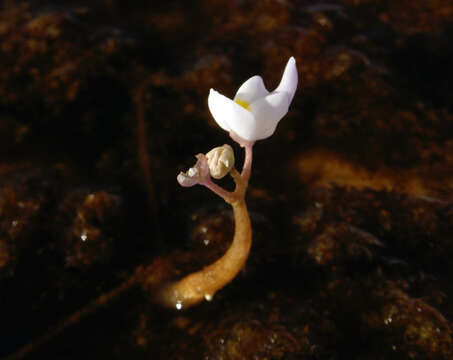 Sivun Utricularia myriocista A. St. Hil. & Girard kuva