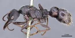 Image of Bull ants