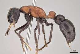 Image of Bull ants