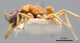 Image of Bull ants