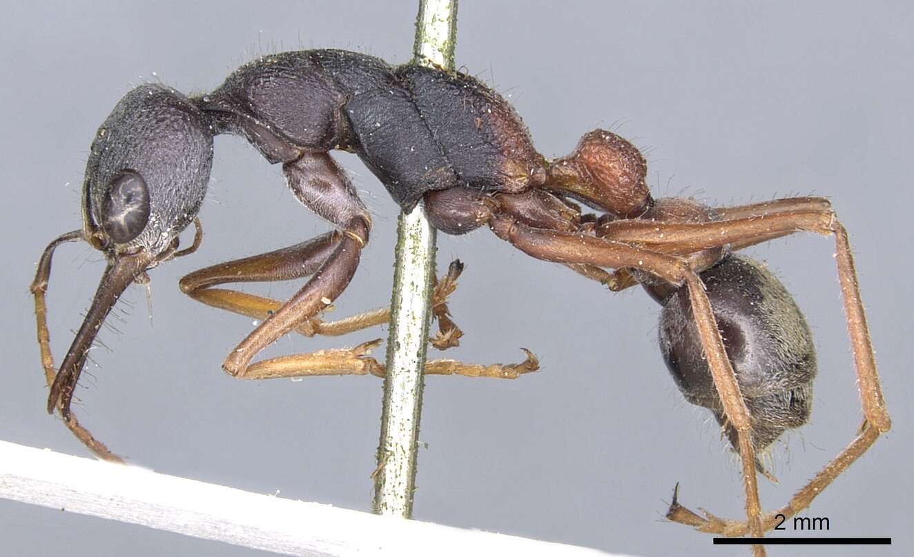 Image of Bull ants