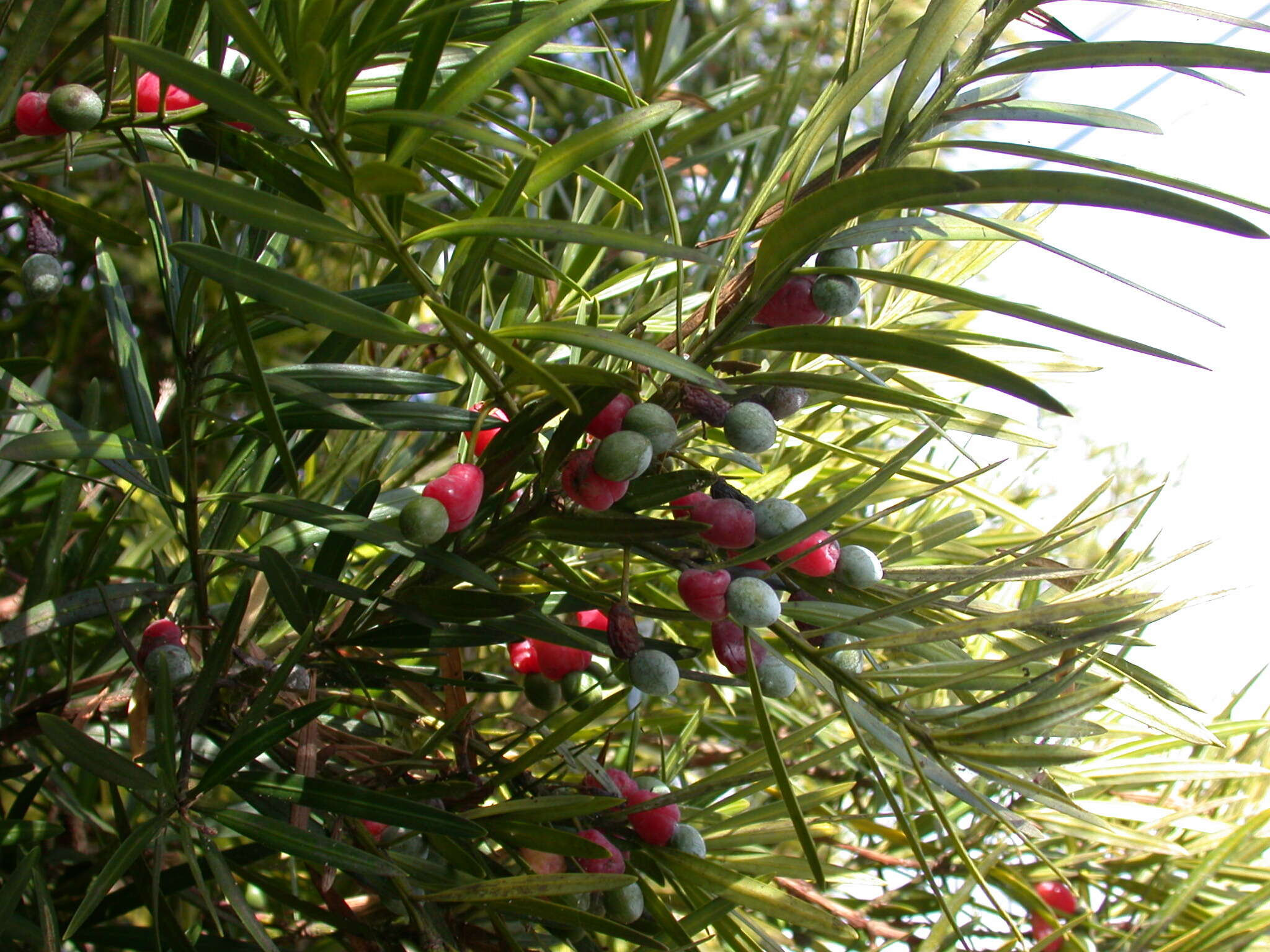 Image of Buddhist Pine