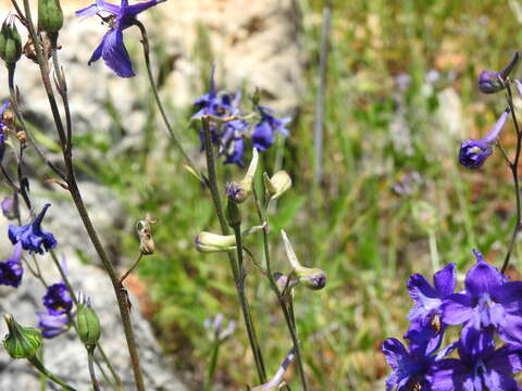 Image of Delphinium pentagynum Lam.