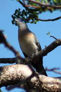 Image of Crested Coua