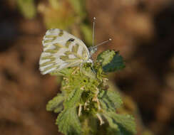 Слика од Pontia beckerii (Edwards 1871)