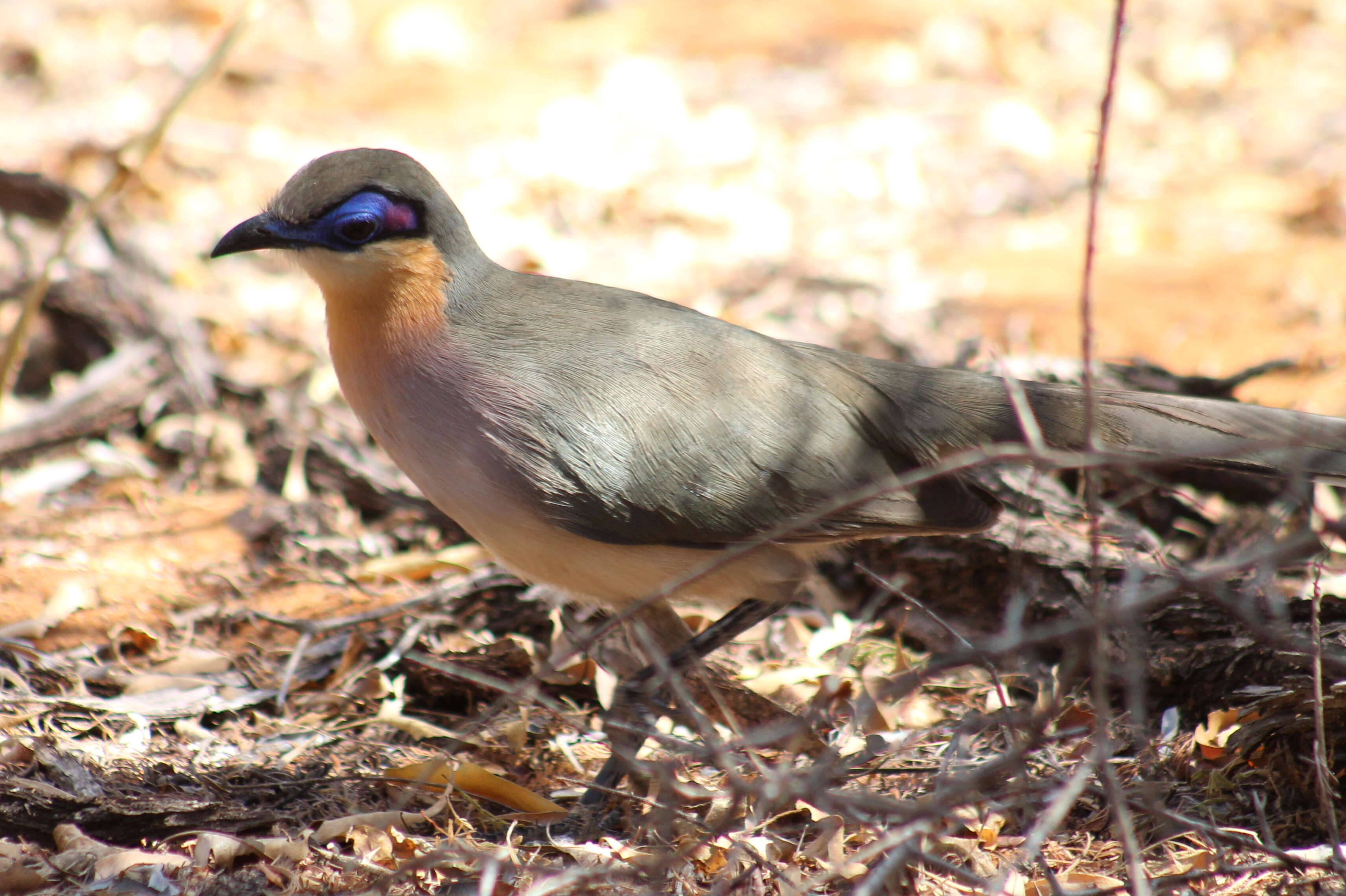 Image of Coua Schinz 1821